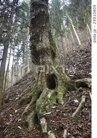 山の大木 29910809