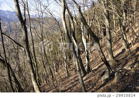 冬の朝の山地 29910814