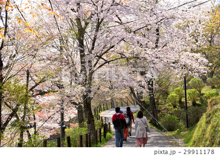 吉野山の桜 吉野山の桜 29911178