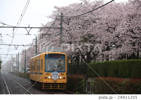 都電荒川線　惜別7000形 29911205