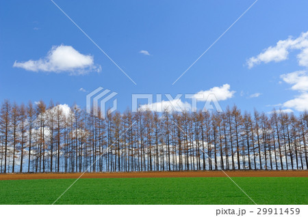 十勝の大平原 十勝の大平原 29911459