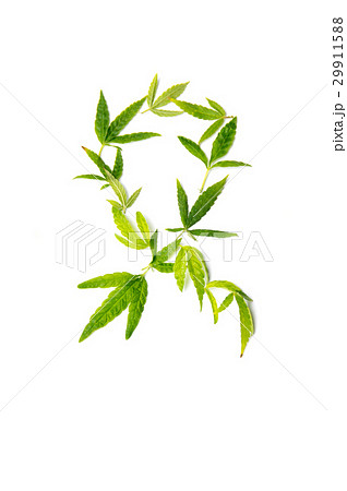 Fight cancer sign made from marijuana leaves Fight cancer sign made from marijuana leaves 29911588