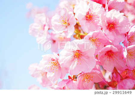 陽光桜13 陽光桜13 29911649