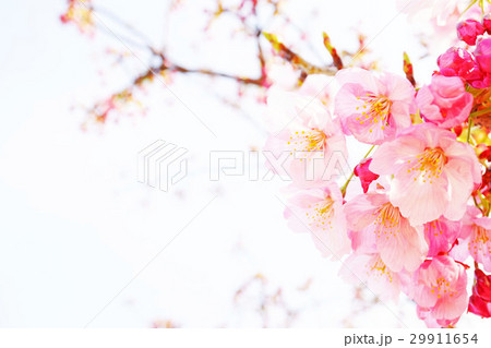 陽光桜18 陽光桜18 29911654
