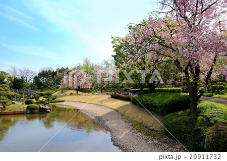 こしがや能楽堂 花田苑のしだれ桜 4月 埼玉県越谷市の写真素材