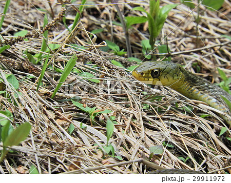 ヤマカガシ ( 2016年春5月 岐阜県揖斐郡揖斐川町 ) ヤマカガシ ( 2016年春5月 岐阜県揖斐郡揖斐川町 ) 29911972