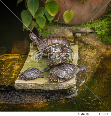 Turtle sits on a stone and heated by the sun Turtle sits on a stone and heated by the sun 29912003