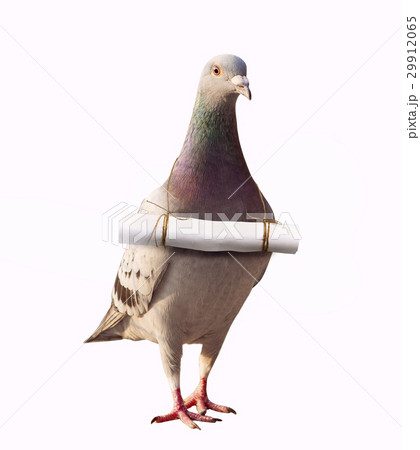 pigeon bird and paper letter message mail 29912065