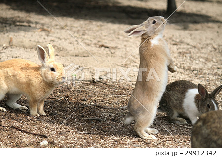 うさぎ島 うさぎ島 29912342