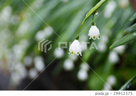 鈴蘭水仙 29912375
