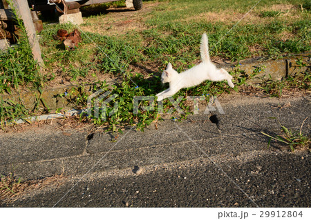 野良猫たち 29912804