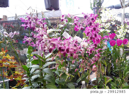 Colorful tropical & exotic orchids 29912985