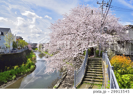 2017年春 横浜市 大岡川の桜 29913545
