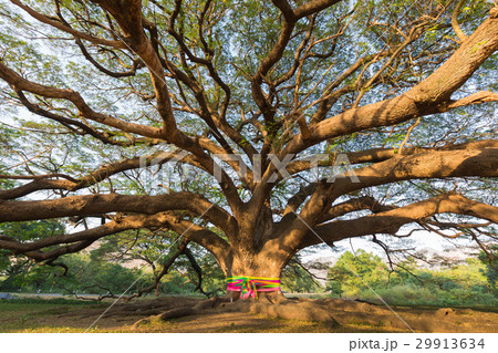 Stand big giant tree in Thailand national park Stand big giant tree in Thailand national park 29913634