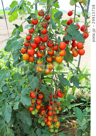 連なる豊作のミニトマト 29913738