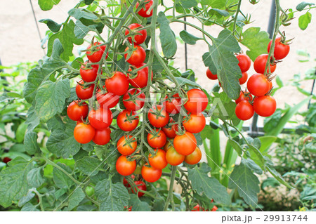 連なる豊作のミニトマトの写真素材