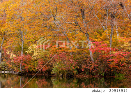 風景 鎌池の秋 風景 鎌池の秋 29913915