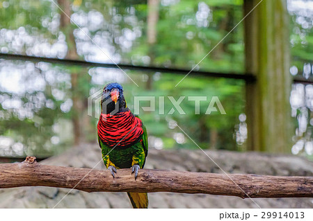 Rainbow Lorikeet in roost 29914013