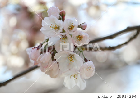 桜 桜 29914294