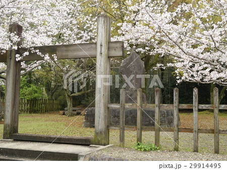 雨上がり野間之関跡の桜 29914495