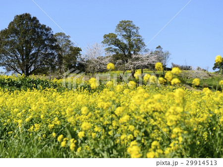上場高原の菜の花 29914513