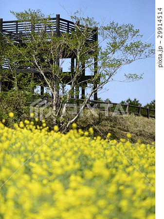 上場高原の菜の花 29914514