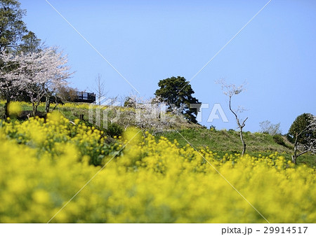 上場高原の菜の花 29914517