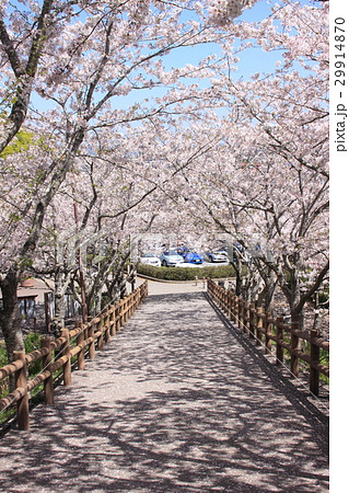 桜の坂 29914870