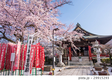 八王子市　大光寺のエドヒガン 29915293