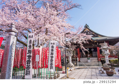 八王子市　大光寺のエドヒガン 29915294