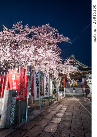 八王子市　大光寺のエドヒガン　ライトアップ 29915300