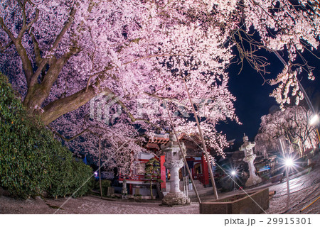 八王子市　大光寺のエドヒガン　ライトアップ 29915301