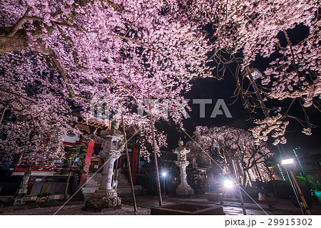 八王子市　大光寺のエドヒガン　ライトアップ 29915302