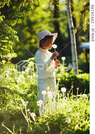 girl with dandelion in summer park girl with dandelion in summer park 29916186