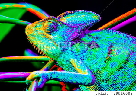 Yemen chameleon isolated on black background 29916688