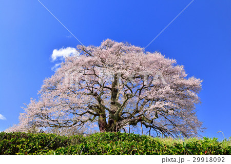 醍醐桜 29918092