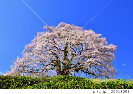 醍醐桜 29918093
