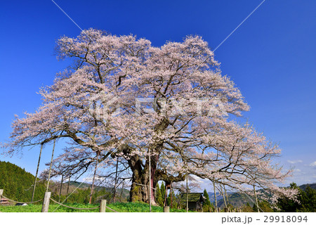 醍醐桜 29918094
