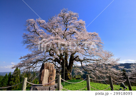 醍醐桜 29918095