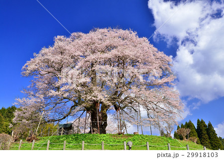 醍醐桜 醍醐桜 29918103