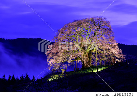 醍醐桜 醍醐桜 29918109