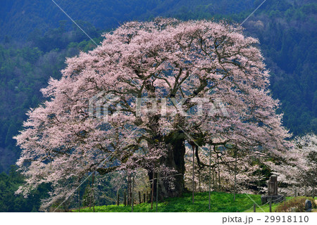 醍醐桜 29918110