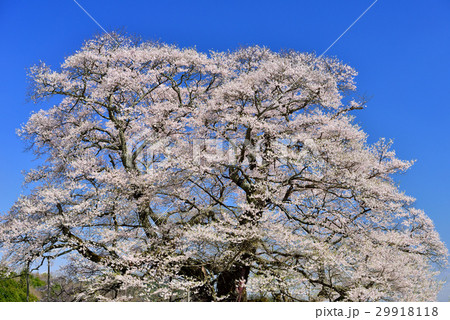 醍醐桜 醍醐桜 29918118