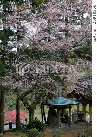 阿武町　桂昌寺　エドヒガン 29918509