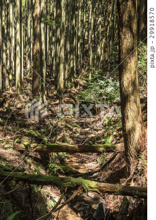 針葉樹林の中のせせらぎ 29918570