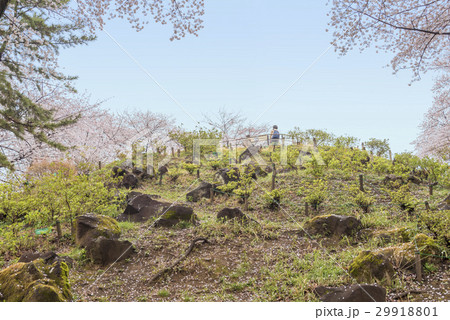 桜が満開になった都立戸山公園の箱根山 東京都新宿区 の写真素材