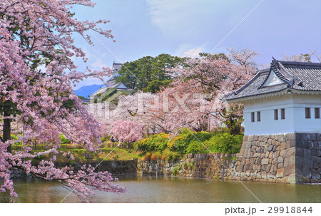 満開桜の小田原城 29918844