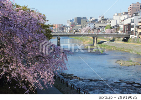 京都　鴨川と団栗橋 29919035