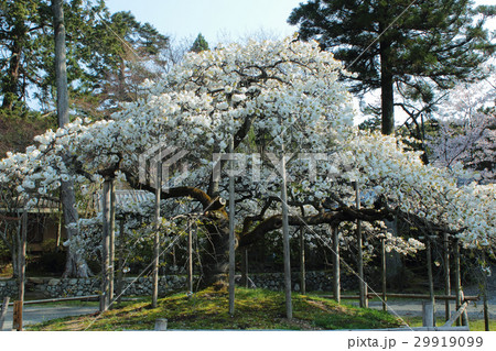 京都　大原野神社　千眼桜 29919099