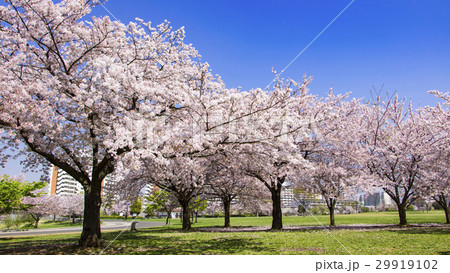 大島小松川公園 29919102